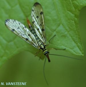 Panorpa germanica